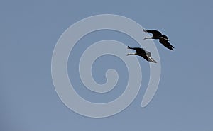 A Demoiselle Cranes flock together