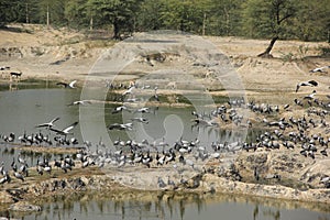 Demoiselle Cranes flock together in Guda Bishnoiyan