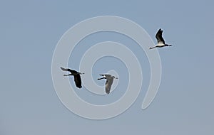 Demoiselle Cranes flock together in Guda Bishnoiyan