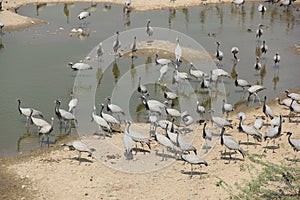 Demoiselle Cranes flock together in Guda Bishnoiyan