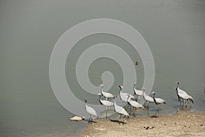 Demoiselle Cranes flock together in Guda Bishnoiyan