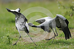 Demoiselle cranes squabble photo