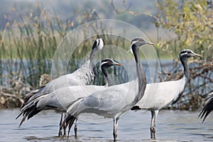 Demoiselle cranes standing in river water. Group of birds at river m.