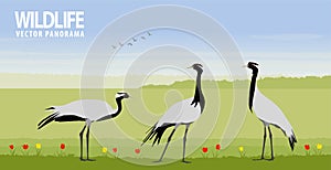 Demoiselle cranes in steppe. Vector illustration