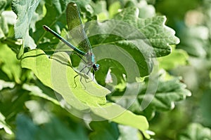 Demoiselle damselfly on sunlit leaf