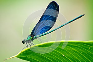Demoiselle on the leaf