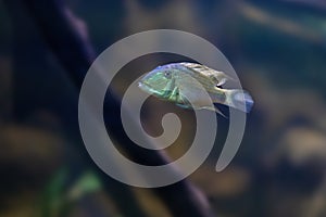 Demon Eartheater - Freshwater Fish photo