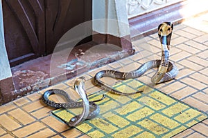 Demonstrates snake in serpentarium