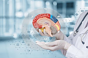 Demonstrating brain function on a model