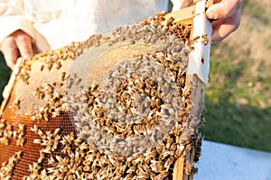 Demonstration about bee keeping