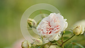 Demonstration of caring for a beautiful peony. The spraying pink peonies with water in the garden. The floriculture with