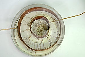 Demonstration of the electric field between two electrodes