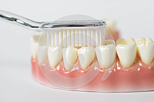 Demonstration of proper teeth brushing technique using a dental model in a clean, bright environment