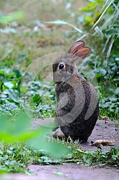 Demurely Posed Bunny Rabbit Eastern Cottontail Sylvilagus floridanus