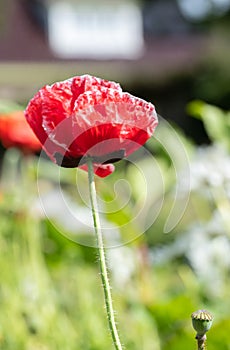Den Helder, the Netherlands, May 2022. Close up of flowering red poppies.