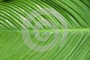 Den Helder, Netherlands, May 2022. The veins of a green palm leaf.