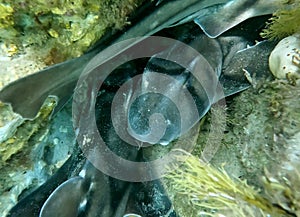 Den of sleeping Port Jackson Sharks at Christies Beach