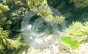 Den of sleeping Port Jackson Sharks at Christies Beach