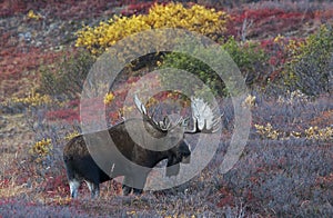 Denali Moose with Fall Colors