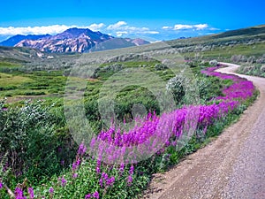 Denali national park