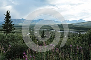 Denali National Park