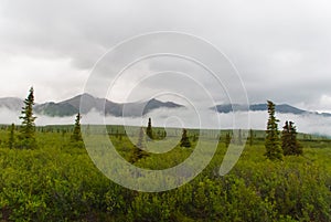 Denali National Park Landscape