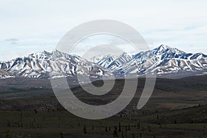 Denali's Snowcapped Mountains