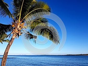 Denaru Island Palm