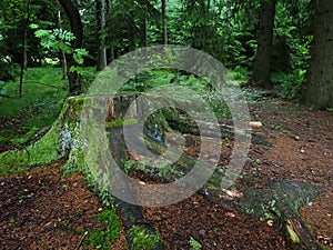 Dence spruce forest in the Vysocina region in Czechia