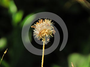 dendelions on grass