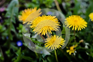 Dendelions