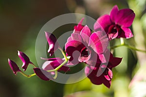 dendobrium orchid, purple