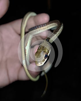 Dendralaphis Subocularis