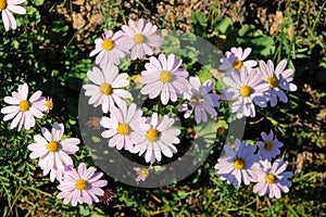 Dendranthema chanetii