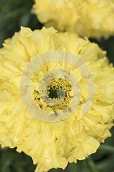 Dendranthema Des Moul, flower in garde,, close up photo