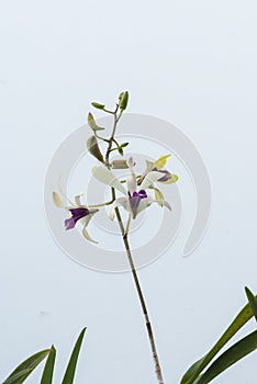 Dendrebium Orchidaceae flower blooming in the garden