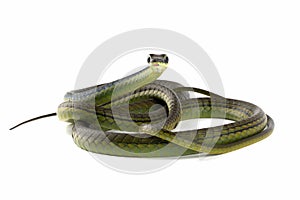 Dendrelaphis formosus on isolated backgroud