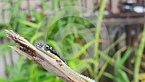 Dendrelaphis snake, crawling on stick branch, close up macro shot