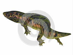 Dendrerpeton Amphibian Tail