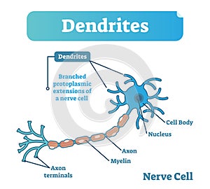 Dendrite biological anatomy vector illustration diagram with nerve cell structure.