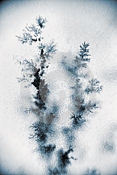 Dendrite crystals branch