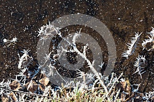 Dendrite crystals formed on the icy surface of forest lake. Close-up,  beautiful natural phenomenon