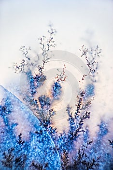 Dendrite crystals macro