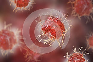 Dendritic cell, antigen-presenting immune cell