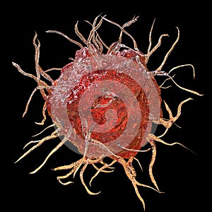 Dendritic cell, antigen-presenting immune cell