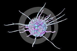 Dendritic cell, antigen-presenting immune cell