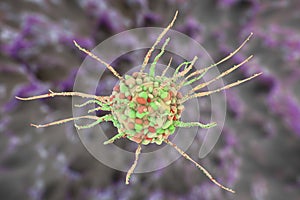 Dendritic cell, antigen-presenting immune cell