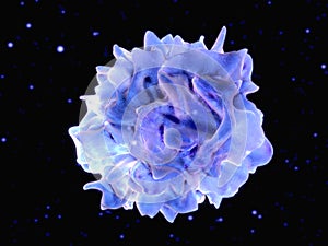 Dendritic cell photo