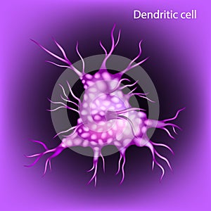Dendritic cell or DC is an antigen-presenting cell. Immune system