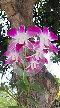 dendro orchid